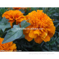 Hybrid Yellow Carnation seeds For Sale